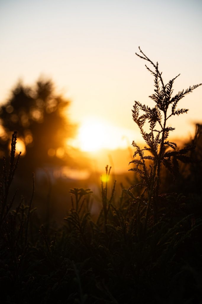 The sun is setting over a field of grass